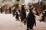 企鹅病：致命威胁下的南极住民